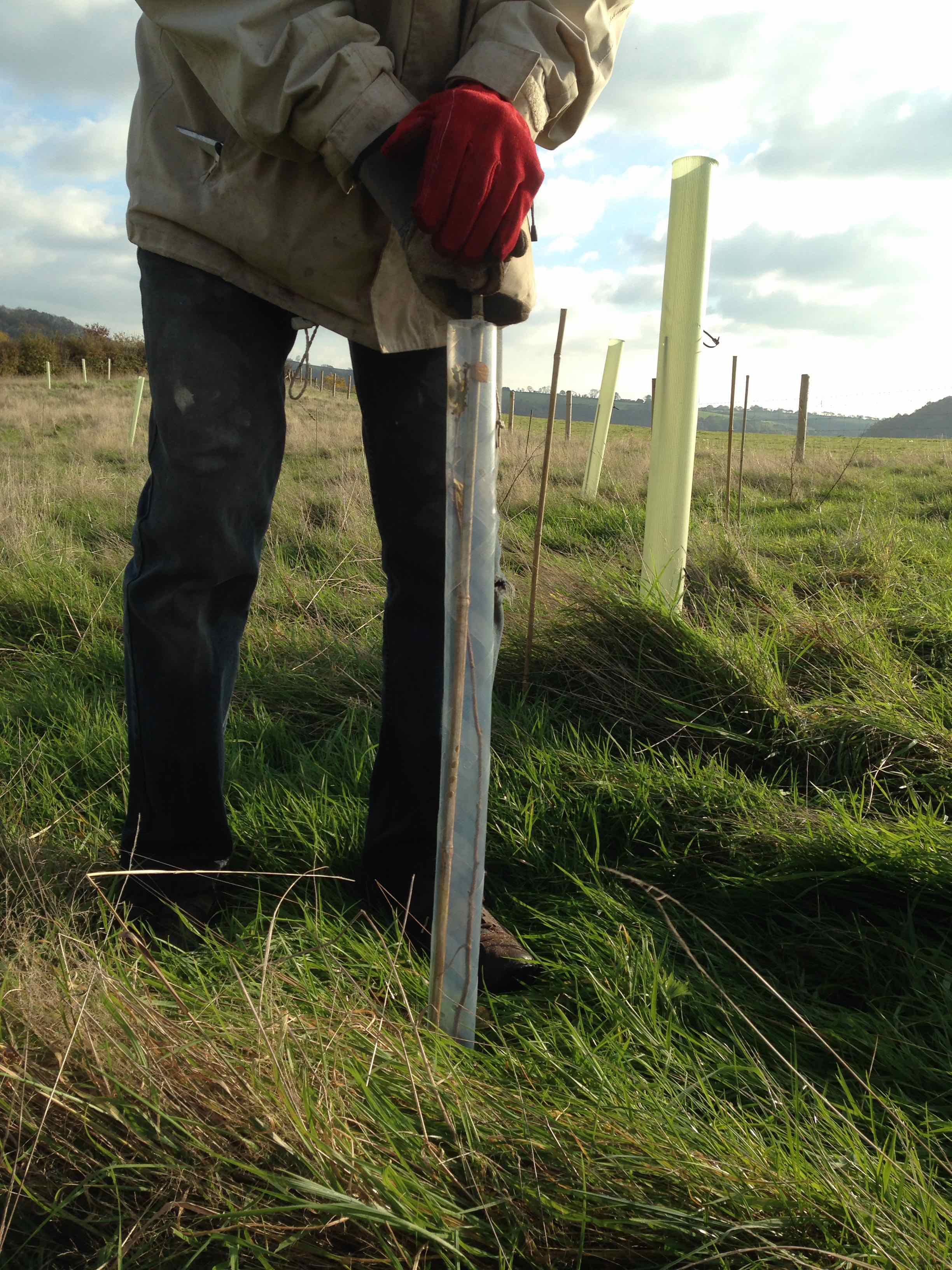 Tree Planting Close Up